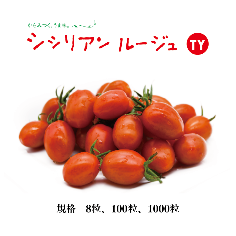 経典 シシリアン ルージュ 1000粒 パイオニアエコサイエンスの中玉トマト種です